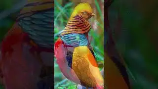 ЗОЛОТОЙ ФАЗАН 