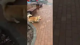 Играйте аккуратней с корги в мяч. А то попадёте в прохожих, как я