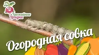 Огородная совка. Урожайные грядки
