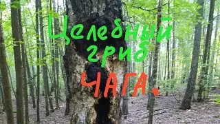 КАК РАСТЁТ ЧАГА , ЦЕЛЕБНЫЙ ГРИБ .