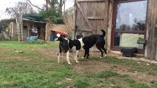 Zogcha e Shabdij - Asia nativi non sono PAC