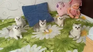 котятам 1 месяц и 3 недели