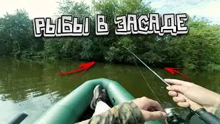 Редкая РЫБА ЗАСЕЛА ПОД ДЕРЕВОМ! Яркий финал рыбалки. Лодка Ока