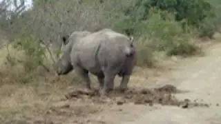 Rhino crapping