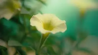 Wonder of Nature - Amazing orchestral song co-composed by a talented young student!