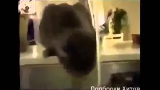 Сборник Смешные  Короткие  Приколы с животными 1