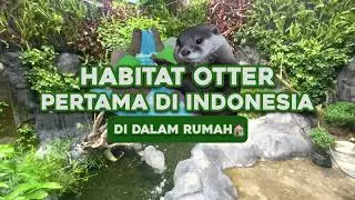 THE FIRST INDONESIAN OTTER HABITAT AT HOME!