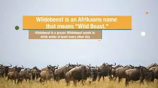 Wildebeest Migration / Maasai Mara / Photography In the wild / Versatile Photographers