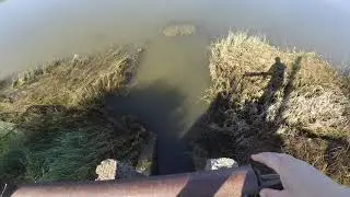 облов , выращенного сеголетка сазана и карпа в пруду