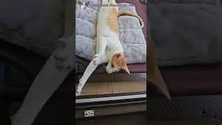 Кабачочек грилится и разговаривает🍆😺 