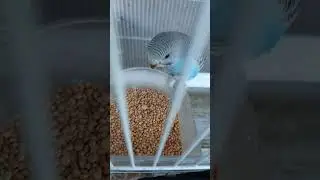 كيف تجعل طائر البادجي لا يخاف منك