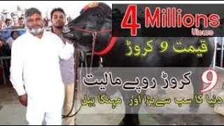 qurbani