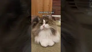 This Cat Cafe is not what I expected 😱 