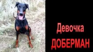 Доберманская девочка на передержке