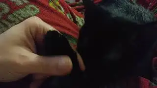 My Cat Malcolm