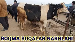 MARG'ILON KONBINAT BOQMA BUQALAR NARHLARI 2021yil,19 -dekabr.2-qsim.