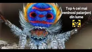 Top 4 cei mai veninosi paianjeni din lume