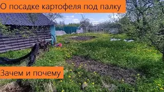 О важном. Посадка картофеля под палку? Зачем и для чего? Для чего нужны сидераты?