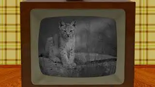 Baby Animals создано в DaVinci Resolve 17