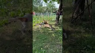 Кот сорвался 