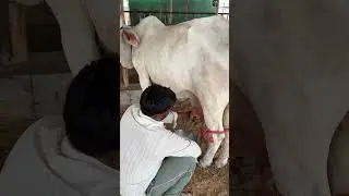 jai gau mata