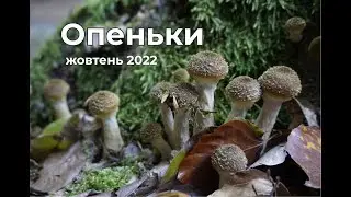 ОСІННІ ГРИБИ 2022. ОПЕНЬКИ.