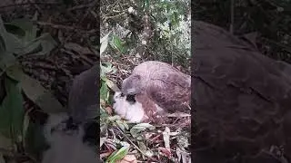 Honey Buzzard, Is the strange behavior of Eagle Dad giving water to the little eagle?鹰爸爸这是在给小鹰喝水吗？