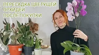 КОМНАТНЫЕ РАСТЕНИЯ🍀ДОМАШНИЕ ДЖУНГЛИ | Мой САД на окне | ПЕРЕСАДКА ОРХИДЕИ ПОСЛЕ ПОКУПКИ