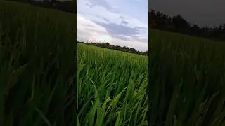 Miền tây quê tuiii #63tiengiang