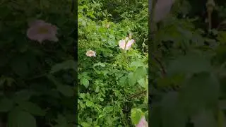 VID 20200604 123123