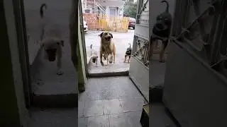 Acıkınca yavrularıyla beraber gelmiş. İyi insanlar hep olsun #köpek #kediler #insan #hayvanlar #kuş