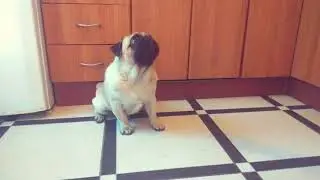 Крутой мопс исполняет команды.