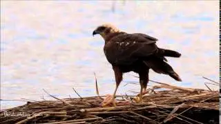 Marsh Harrier Photography Hide / Hide Fotográfico del Águilucho lagunero