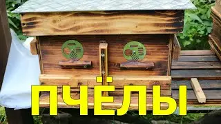 Пчёлы.Своя пасека.Огород Баварский.