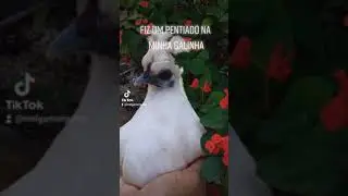 galinha engraçadas