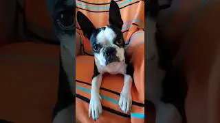 "Уши"          смотреть до конца 🤠
