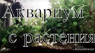 Аквариум с растения моето хоби акваристика