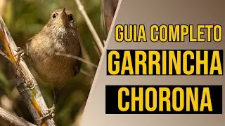 Garrincha-chorona: Guia completo de criação!