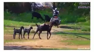 Угарные животные