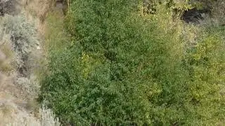 How to find a desert water source #shorts