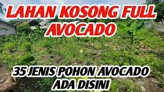 AVOCADO MARCUS RED VIETNAM MIKI MIKI ALIGATOR ADA DISINI❗️LAHAN KOSONG 35 JENIS AVOCADO