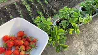 Strawberries Picking From My Garden 🇬🇧
