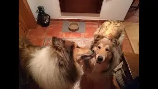 Dog Vlog: Мы ожидаем щенков колли в начале декабря.