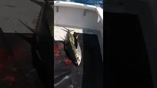 HUGE Yellowfin Tuna Thrown At My Feet! 