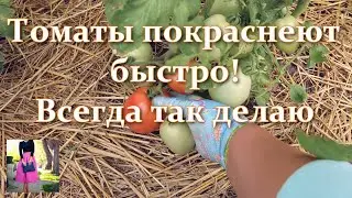 Tomatoes ripen quickly if you do this! Tomatoes do not ripen - how to water and when to collect