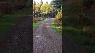 Осенний лес.