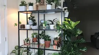 Ikea Plant Shelf | Plant Display 🌱