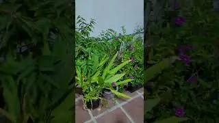 ВИДЕО ДЛЯ МАМЫ ПРО ЦВЕТЫ. #мама