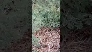 Tarantula hawk wasp dragging Lycosa piochardi (part 2)