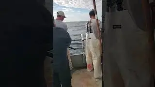 part of the yellowfin fight